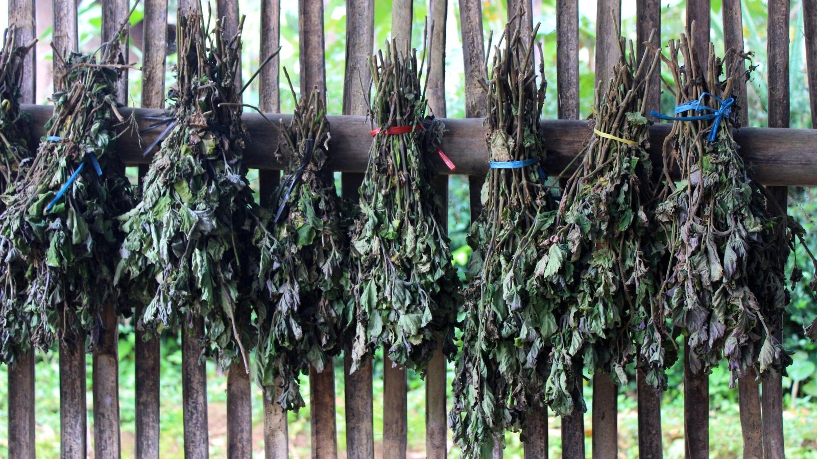 An image of dried leaves hanging in bunches, with their varied textures and colors indicating the natural drying process in a traditional, rustic environment.