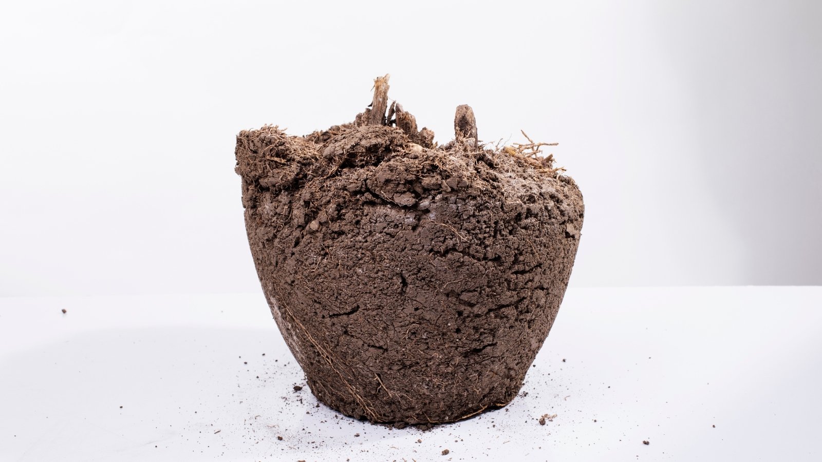 Dried soil that has taken the shape of its pot against a white background.