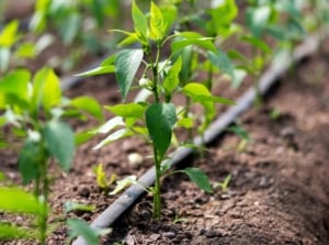 using drip irrigation for organic pepper plants in a greenhouse