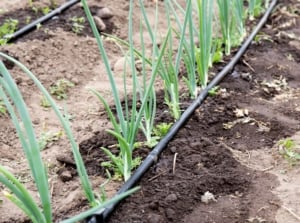 Drip irrigation tubes snake along rows of green onions, delivering precise water amounts directly to the soil.