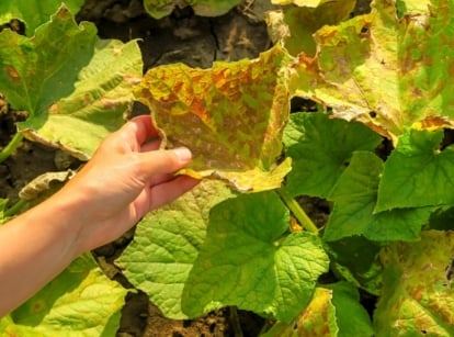 dry, yellow, rotting cucumber leaves.