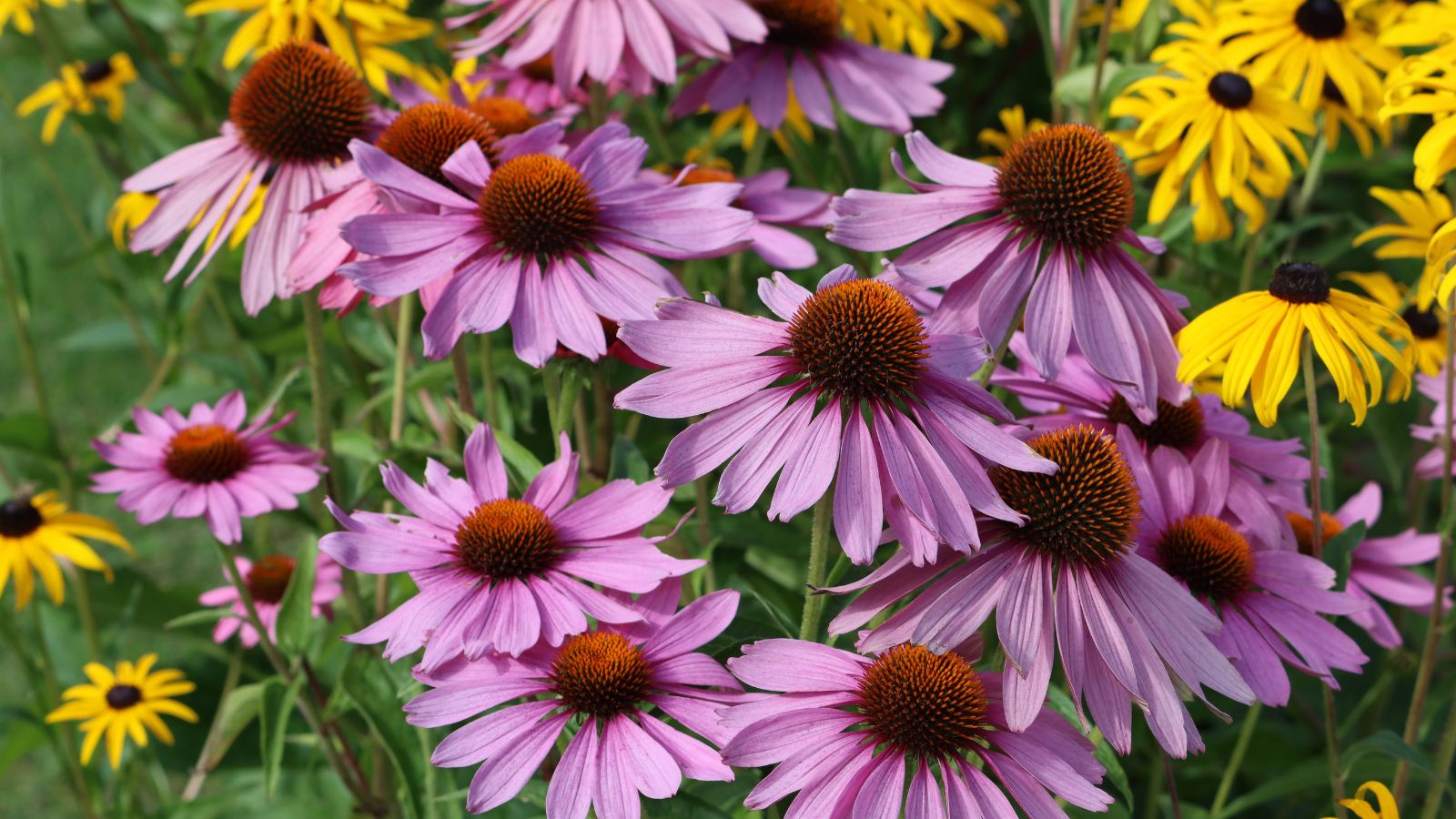 An area in the garden with multiple Echinacea purpurea flowers with vivid-colored petals, surrounded by other flowers