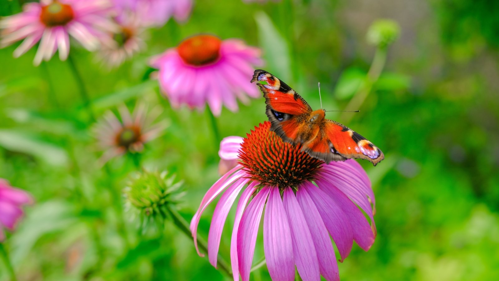 Bright pinkish-purple Echinacea purpurea blossoms with spiky orange-brown centers are surrounded by fluttering butterflies under a sunlit, green backdrop.