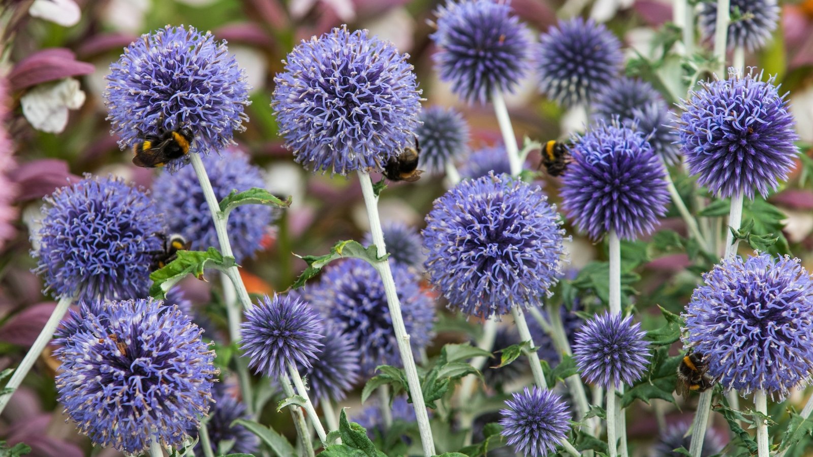 Blue Echinops ritro blooms in sharp focus, displaying their spiky, globe-shaped flowers against a blurred green background.