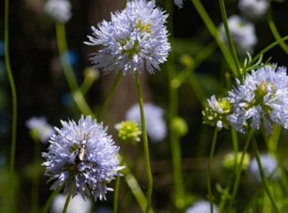 This ecoregion wildflower features delicate, lacy leaves and clusters of vibrant blue, spherical flowers atop slender stems.