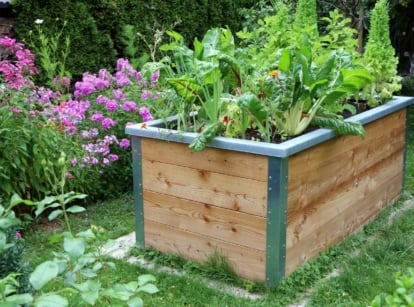 An elevated planter in a garden with a variety of vegetables, with flowering plants outside of the box.