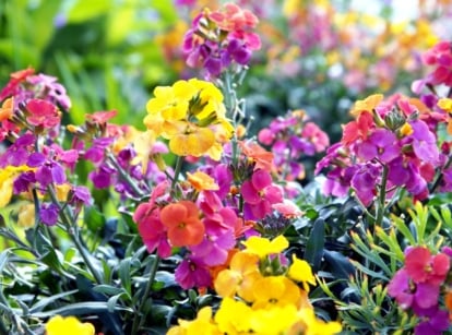 Wallflowers in vibrant shades of purple and yellow bloom profusely, complemented by lush green foliage, illuminated by warm sunlight.