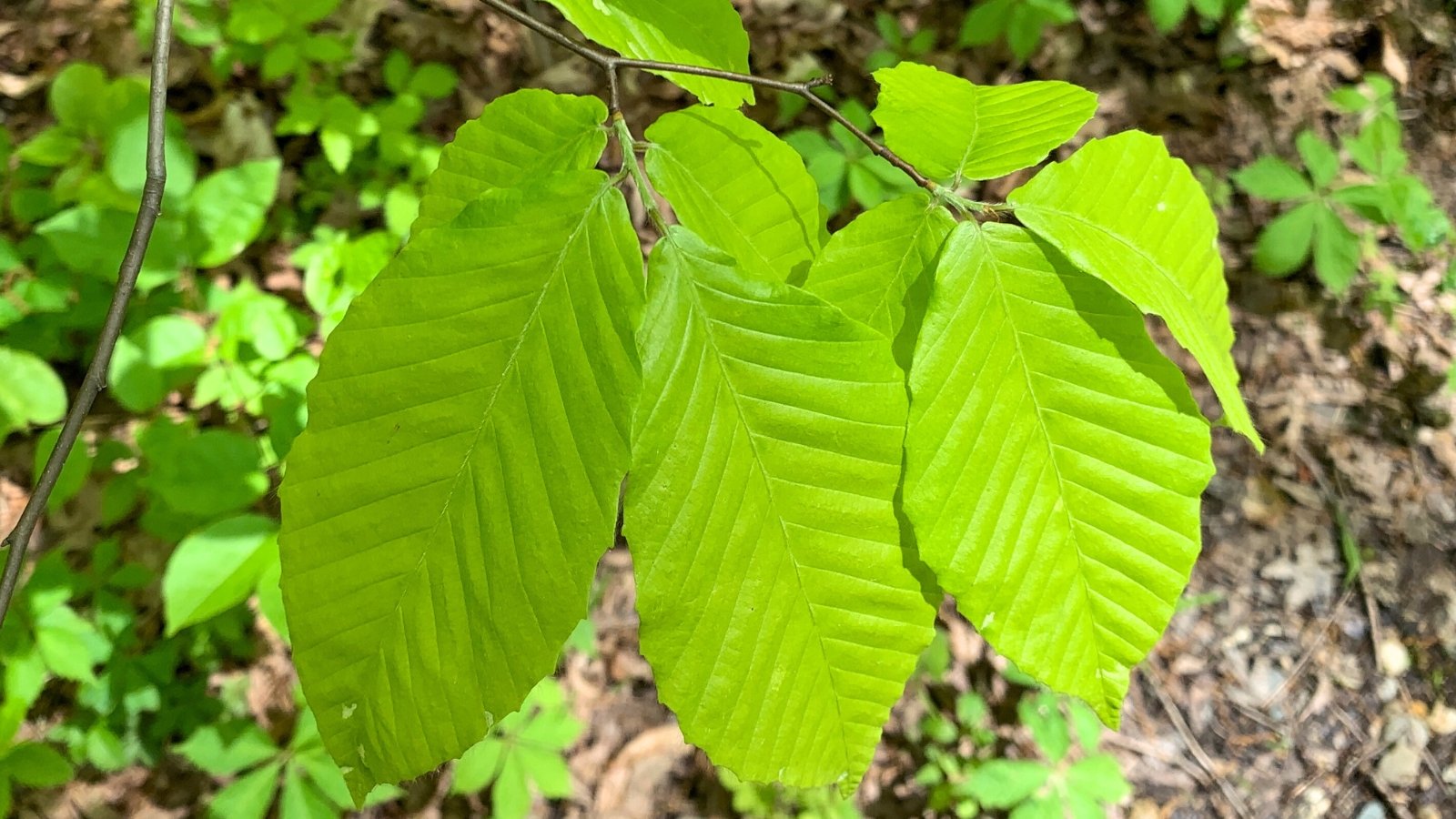 Leaves of Fagus grandifolia mexicana, showing their broad, oval shape with pointed tips, smooth edges, and a fine network of veins.
