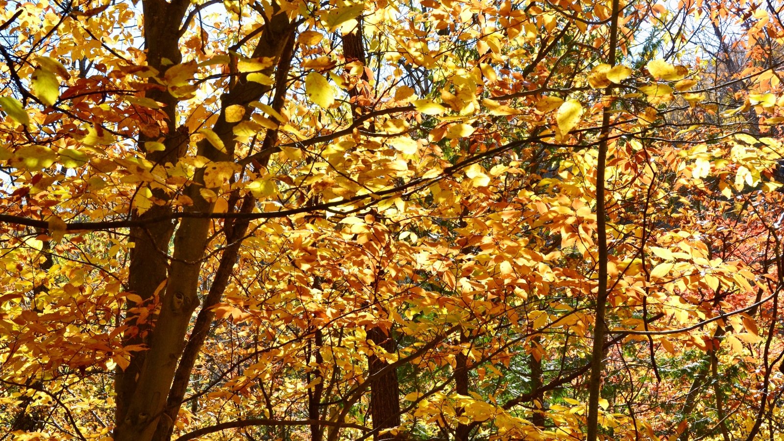 Long, slender branches stretch outward and upward, displaying oval leaves with a leathery texture, deeply veined and edged with fine teeth, which turn golden brown in autumn.
