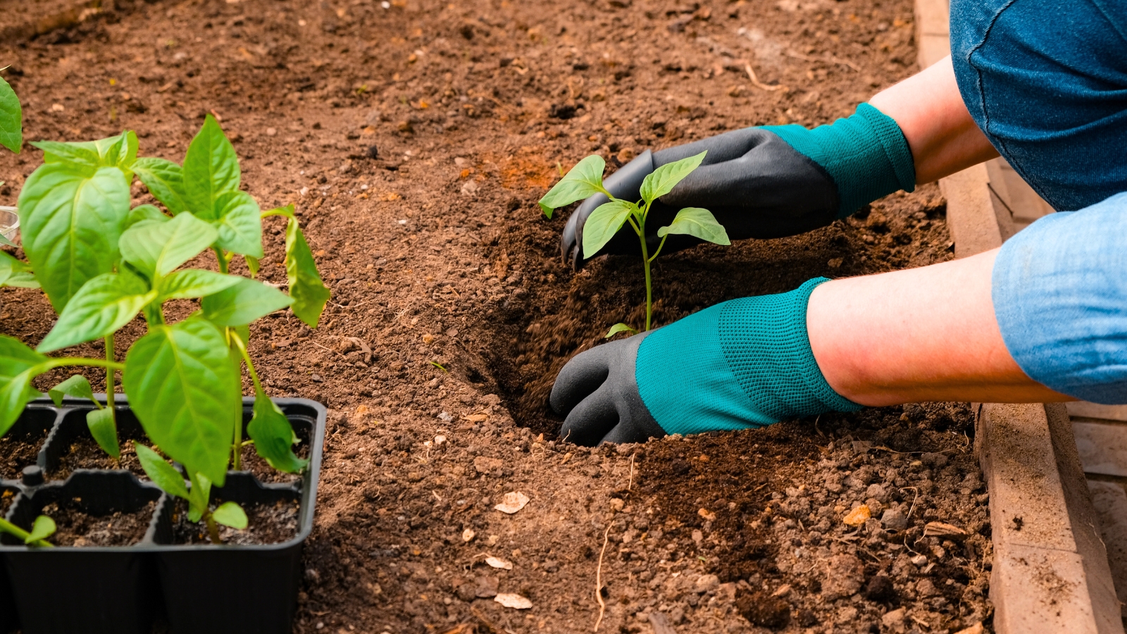 Close-up of a gardener wearing blue and black gloves transplanting pepper seedlings into soil in a garden bed.