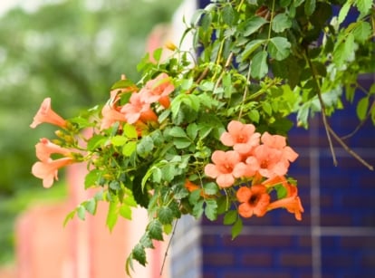 This Trumpet Creeper features fast-growing vines with vigorous, woody branches, large, pinnate leaves, and striking trumpet-shaped orange-red flowers that cluster in dense, cascading groups.