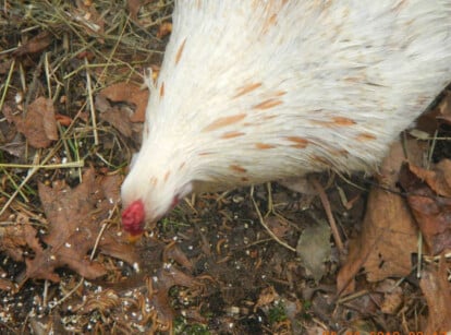 How To Raise Mealworms