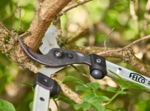 A close-up of a FELCO 211-60 loppers cutting through a medium sized branch with green foliage in the background.