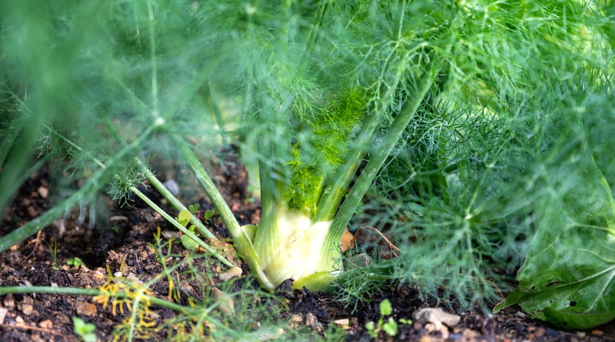 Close-up of a fennel plant in the garden. The leaves are pinnate, fern-like, finely dissected and delicate in appearance. The leaves grow along the stems in a branching pattern and are a vibrant shade of green.