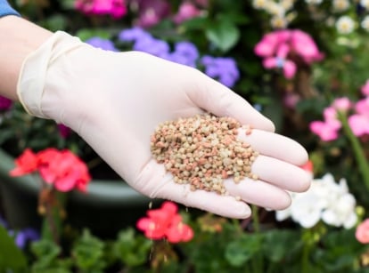 Close-up of a woman's hand in a white glove holding a handful of granulated fertilizer, with colorful annuals in containers in the background.