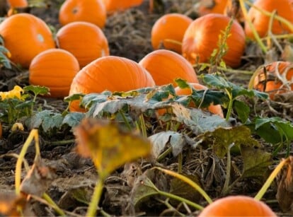 Fertilized Pumpkins in Field