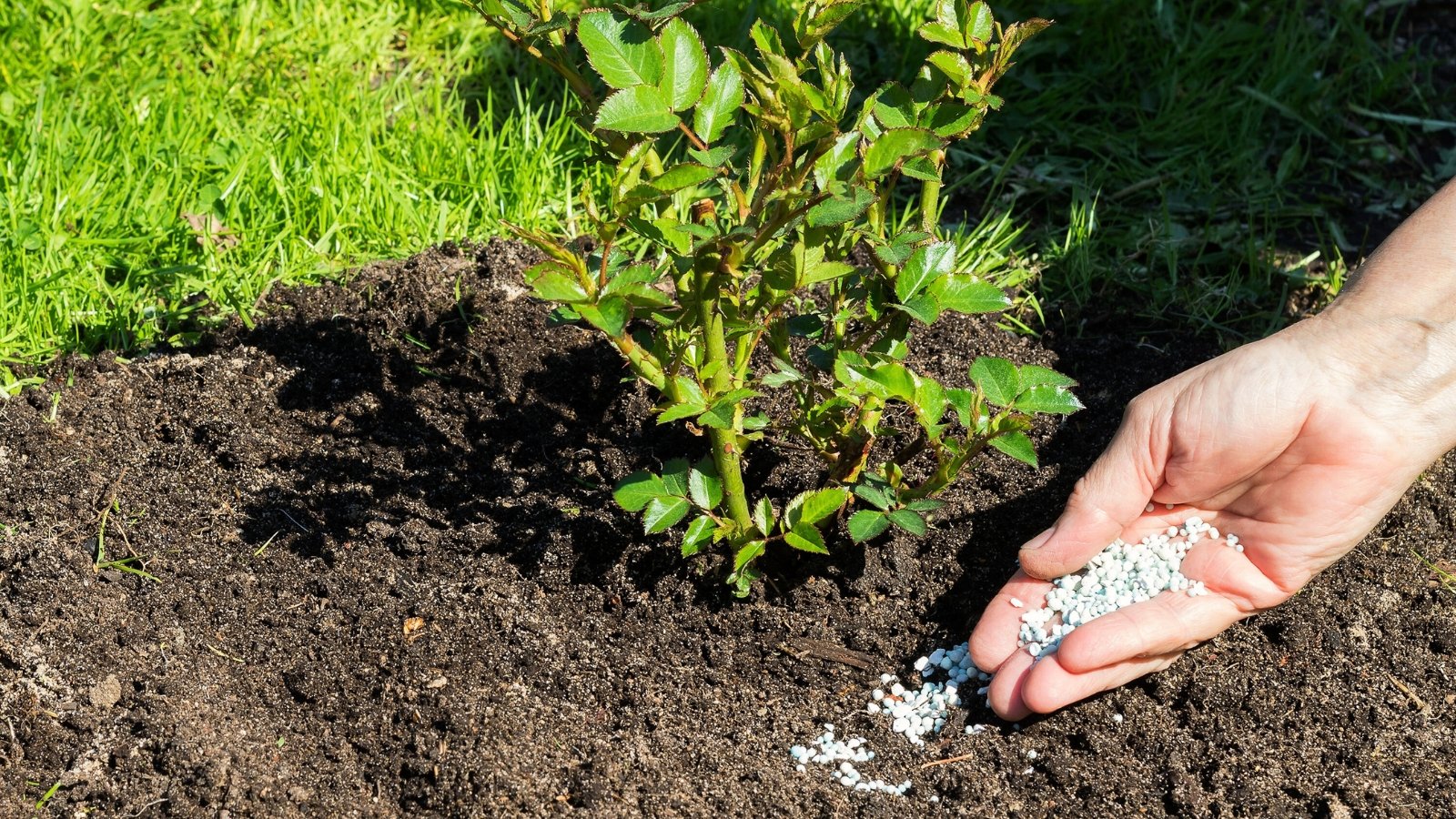 Close-up of a female gardener applying white granular fertilizer to a young rose bush with glossy green jagged foliage in a sunny garden.