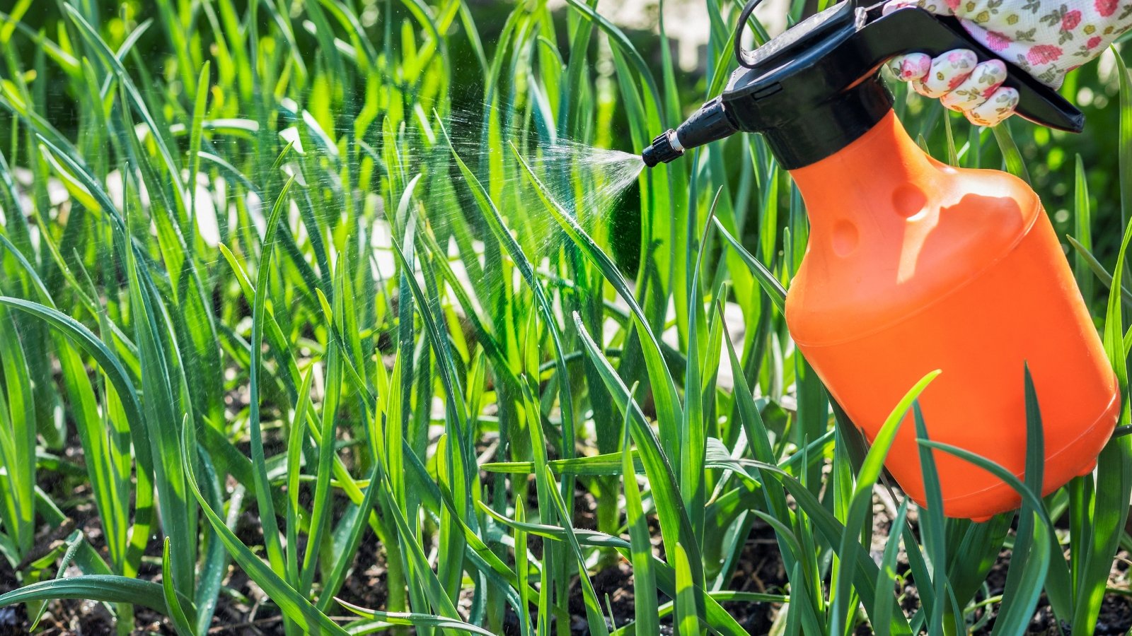 A gardener spraying fertilizer to allium sativum crops to add more nutrients.