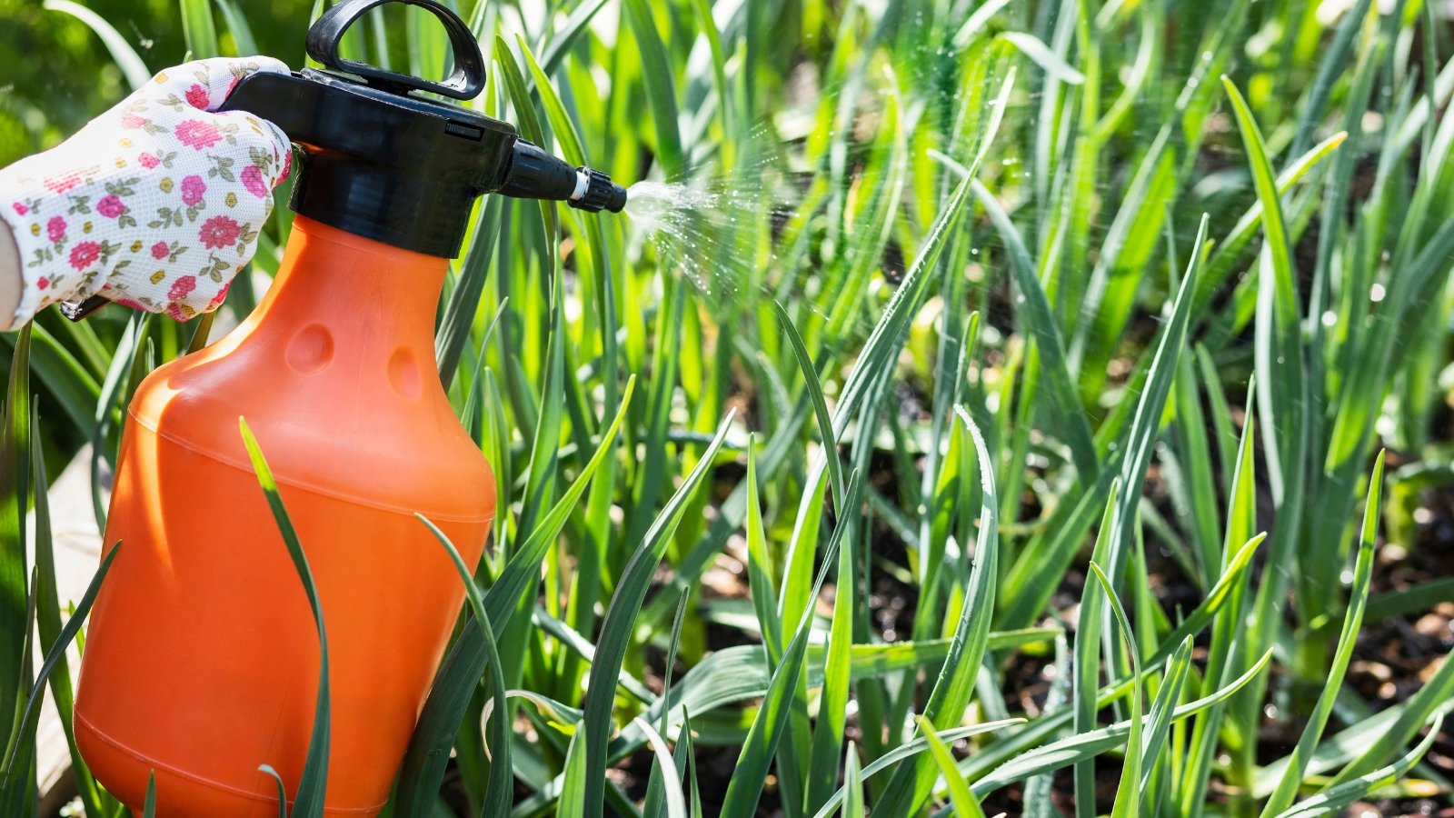 A close-up of a hand holding a spray bottle, misting water or nutrients onto a plant's leafy greens, promoting healthy growth.