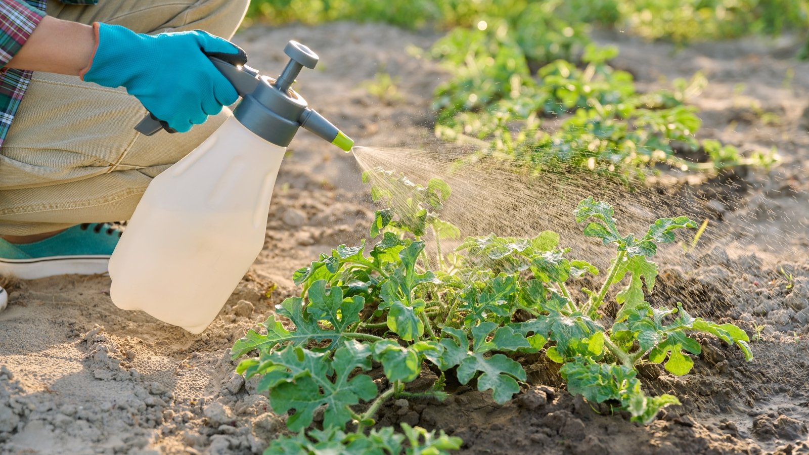 Hands spraying Citrullus lanatus plants with a protective solution.