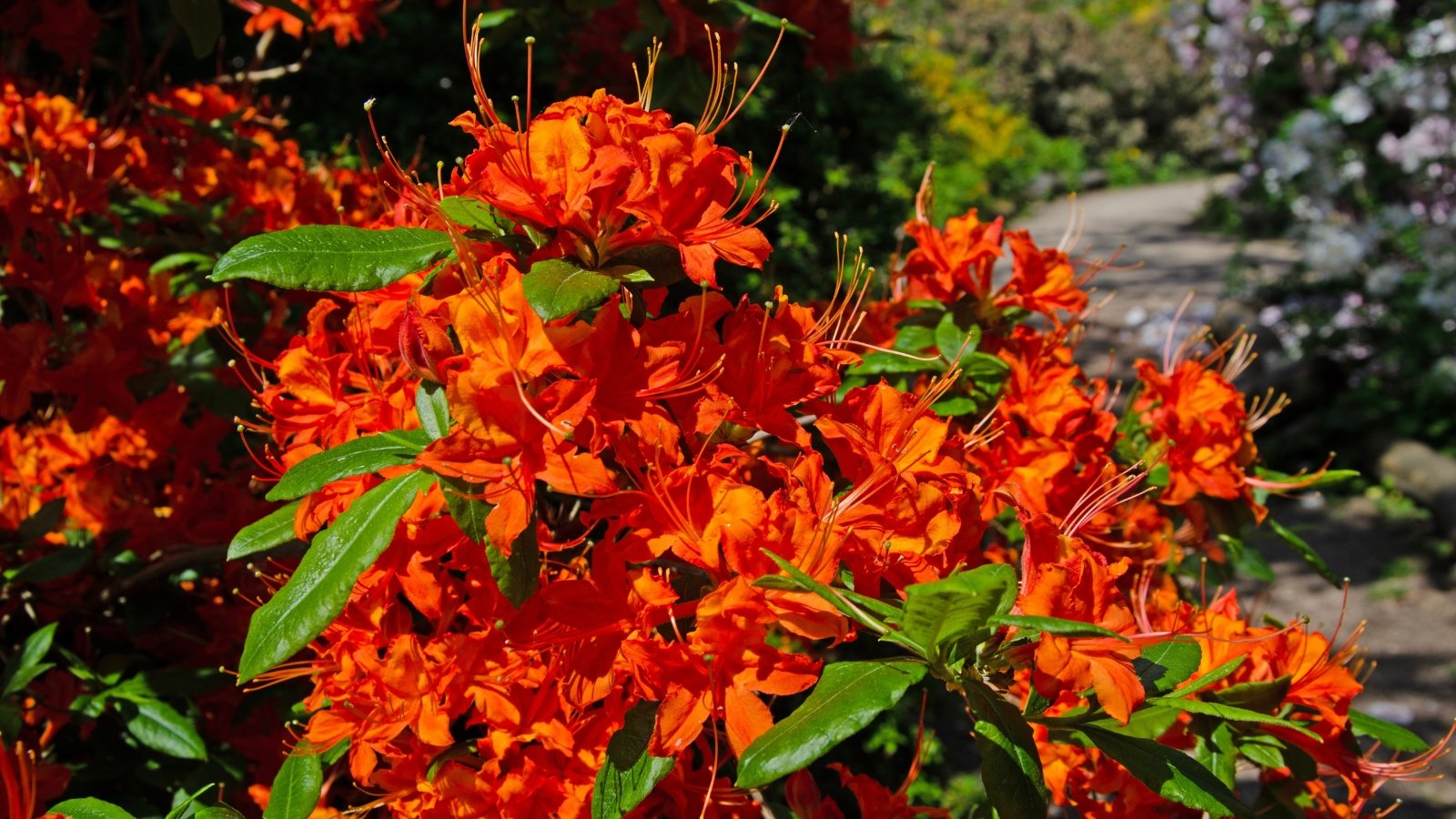 A stunning Flame azalea ablaze with color. Sun-drenched red flowers with long, prominent stamens cascade across the frame, nearly bursting out of the image. The vibrant display showcases the shrub's peak bloom, with no buds visible amongst the abundant flowers.