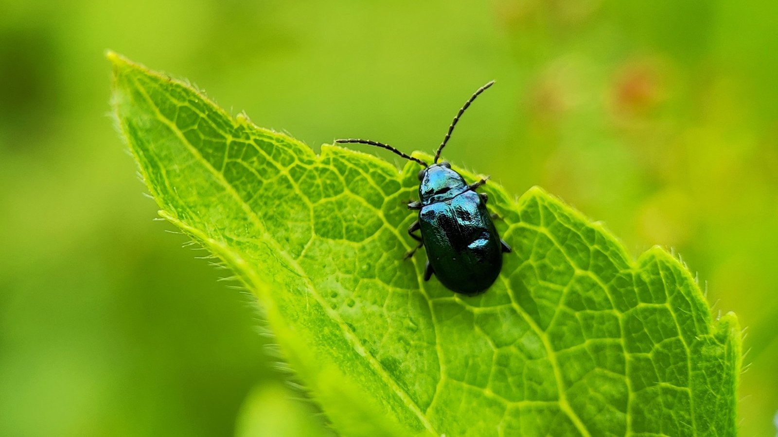 Close-up of a flea beetle, a tiny, shiny beetle with a rounded, metallic-colored black body, on a green toothed leaf.