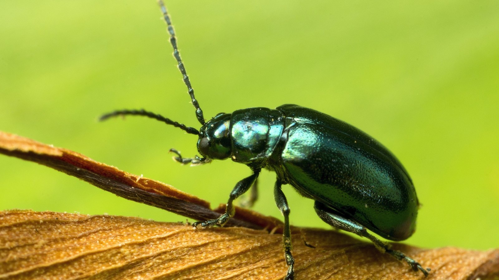 Closeup of a flea beetle in a glossy blue color, sitting on a dried leaf.