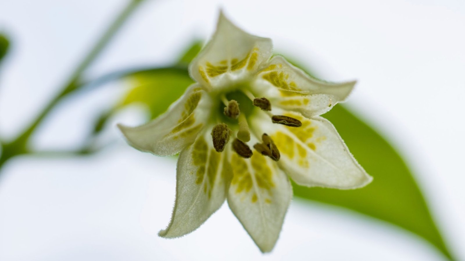 The pepper flower close-up features delicate, star-shaped petals in white, with a prominent central cluster of stamens and a subtle, intricate pattern of veins.
