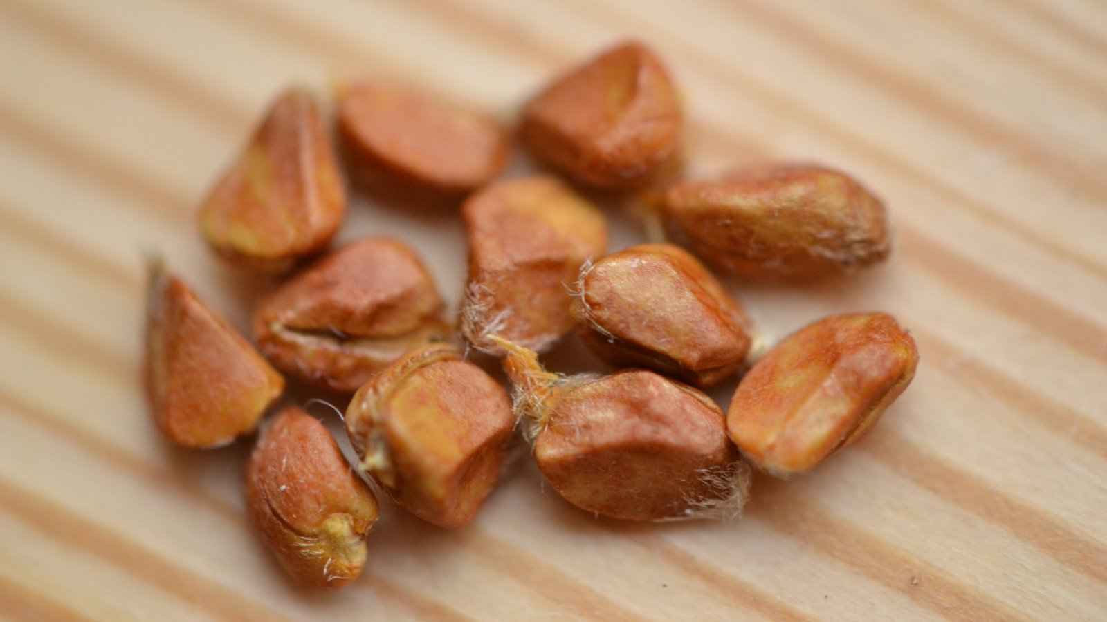 A collection of light brown, oval-shaped seeds resting on a wooden surface, ready to be sown into the soil.