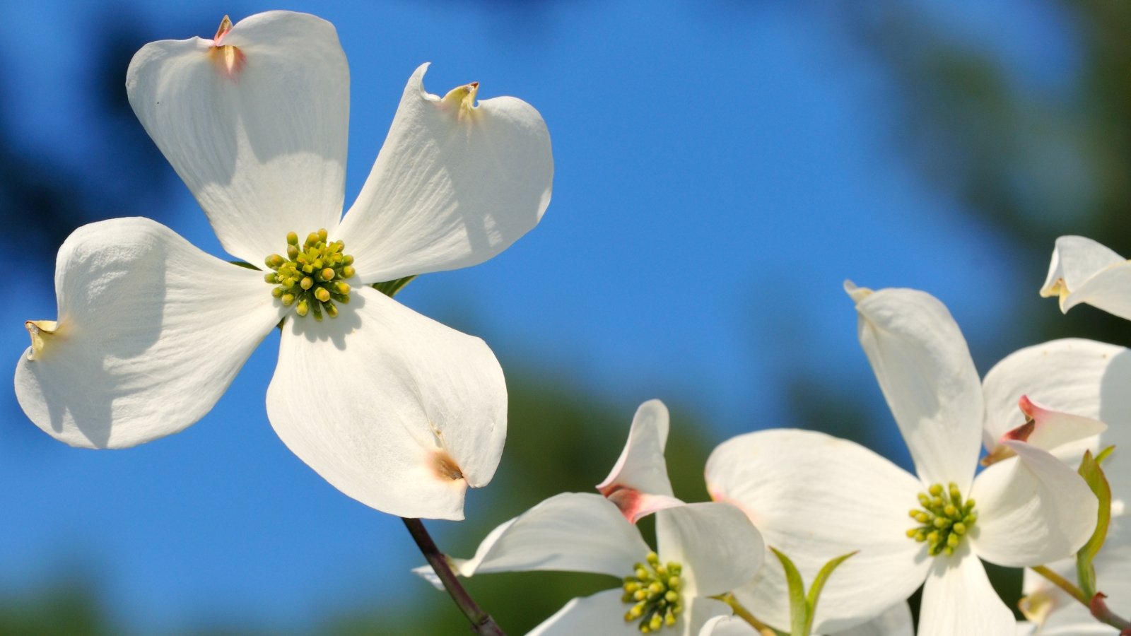 A close-up captures the delicate beauty of a white dogwood flower. Its four, ivory-white petals boast unique, notched edges, framing a vibrant yellow-green center brimming with pollen. A clear blue sky peeks through behind the bloom, hinting at the spring sunshine.