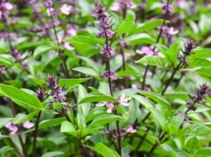 flowering herbs. Thai basil features narrow, pointed, glossy green leaves with purple stems and distinctive clusters of small, tubular purple flowers.