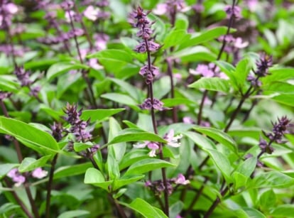 flowering herbs. Thai basil features narrow, pointed, glossy green leaves with purple stems and distinctive clusters of small, tubular purple flowers.