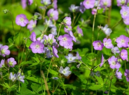 Geranium maculatum, a popular flowering woodland plant, has deeply lobed, toothed leaves and clusters of five-petaled, pale purple to pink flowers.