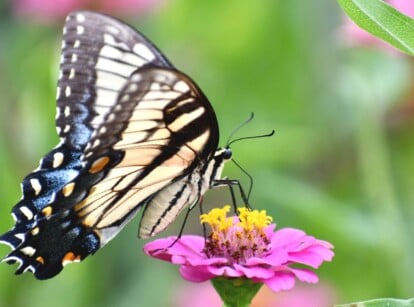 A blue and yellow Swallowtail butterfly perches on the golden center of a violet-hued zinnia.