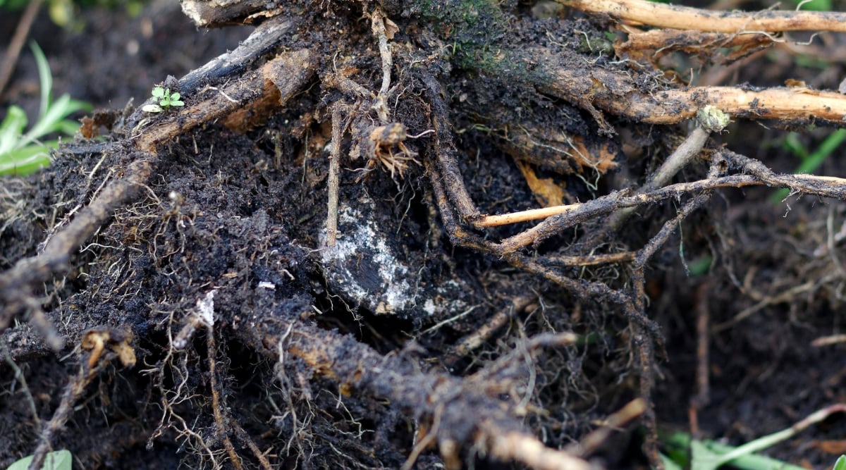 A close-up of foot and root rot on Protea caused by overwatering. Witness the damaged, darkened roots as they succumb to the fungus, emphasizing the consequences of excessive moisture on the plant's health.