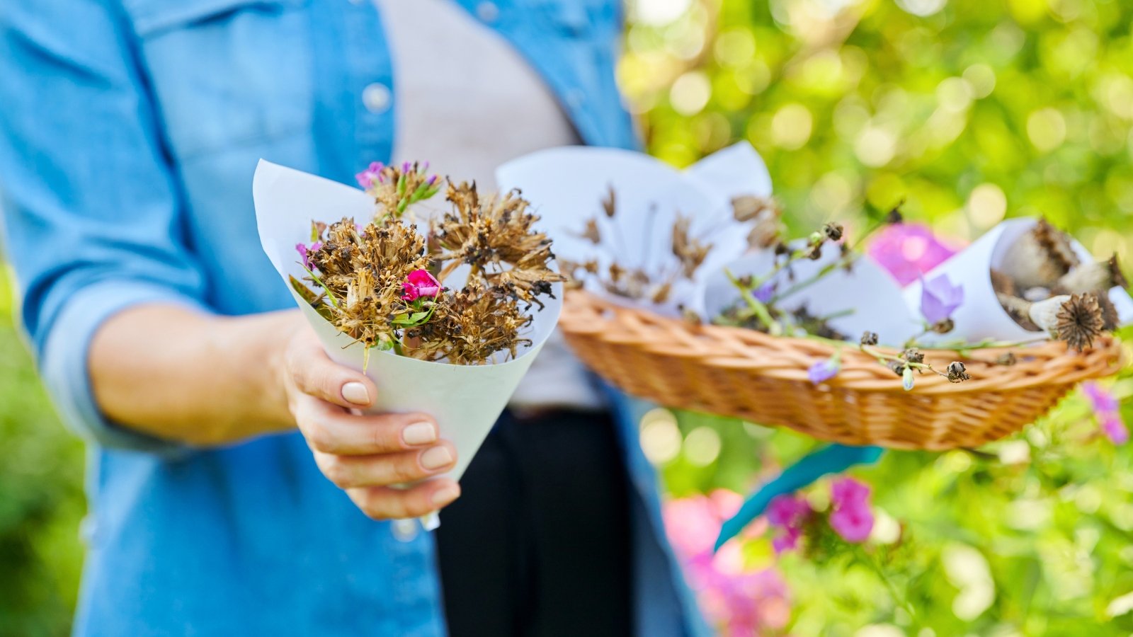 Close-up of a female gardener holding freshly harvested dry carnation seeds in a white paper envelope.
