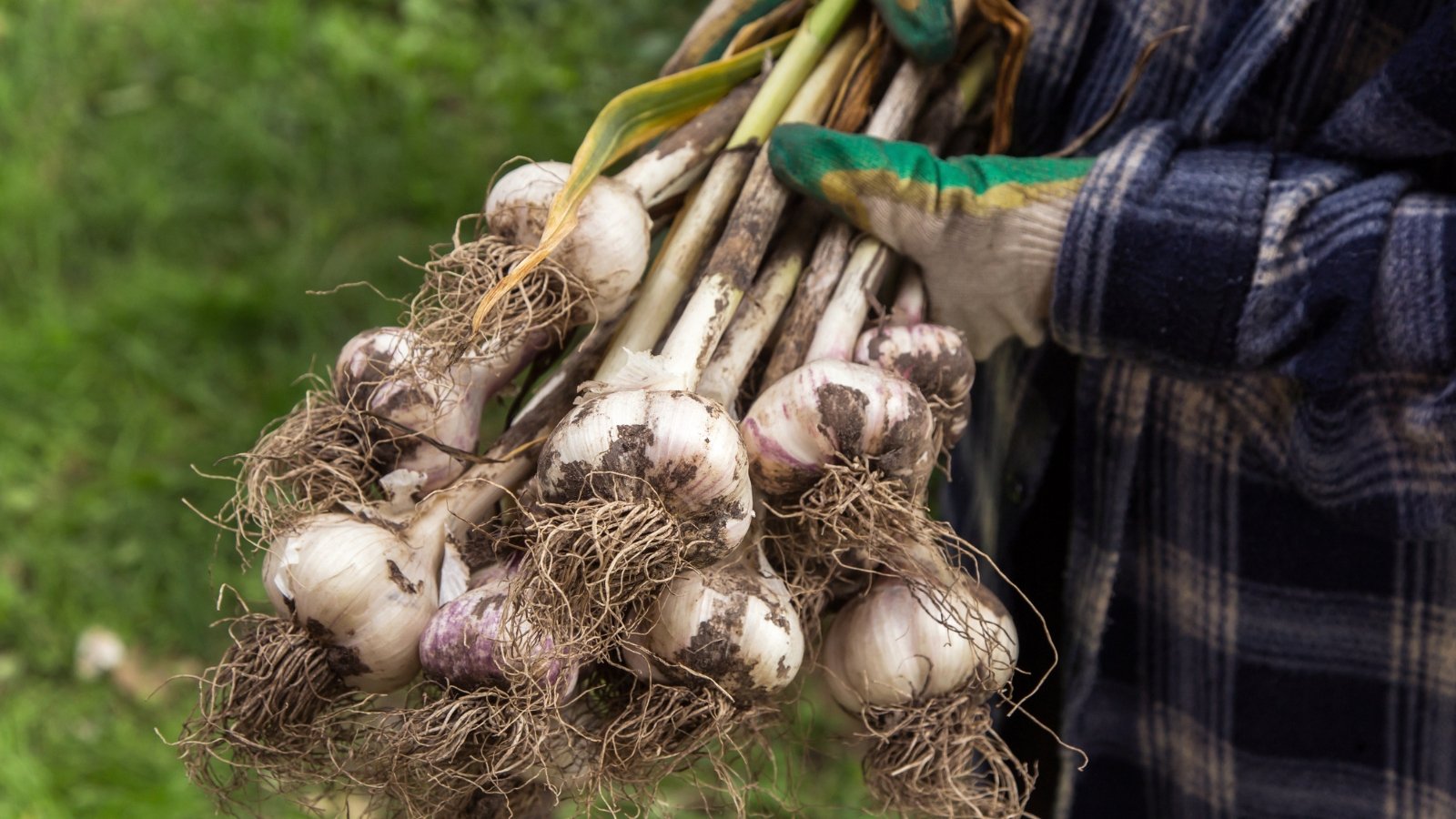 A bunch of freshly dug bulbs, their roots still attached and dirt-covered, bound together and laid out on a rustic surface.