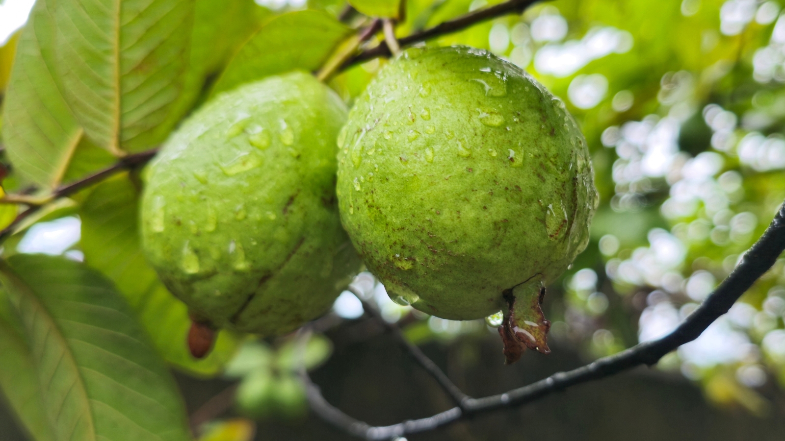 This plant boasts a compact structure, lush green leaves, and round green fruits with lumpy skins covered with raindrops.