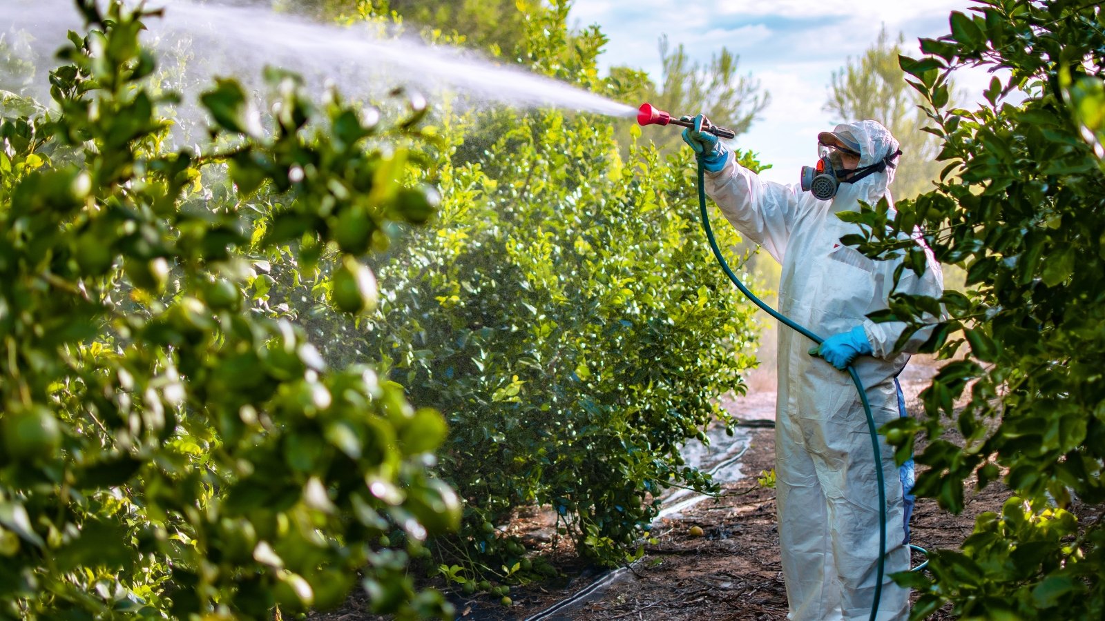 A farmer dressed in protective clothing and a mask, spraying pesticides over plants in a field.