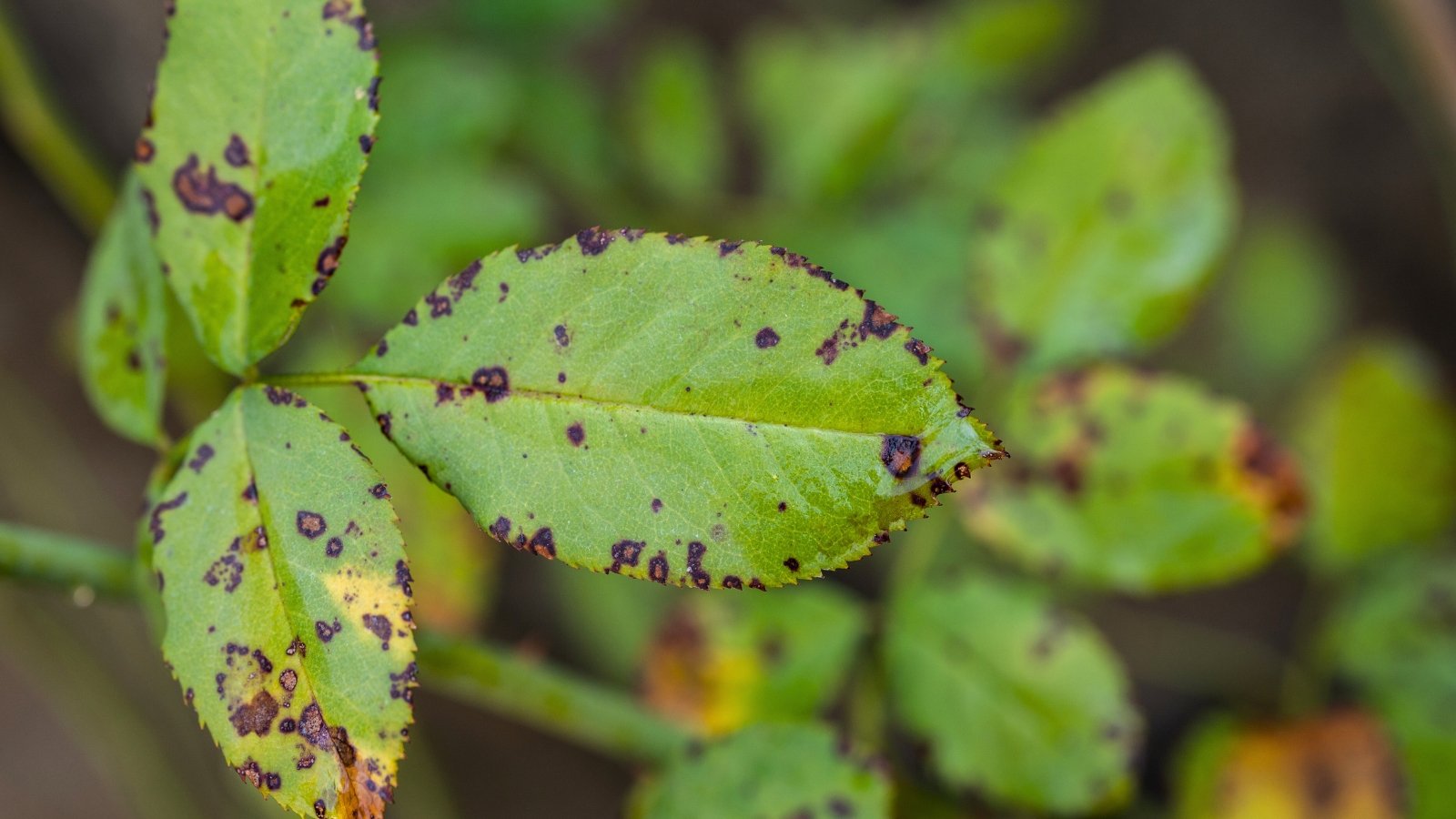 Fungal rose black spot disease manifests as circular black spots with fringed edges on rose leaves, surrounded by yellowing tissue.