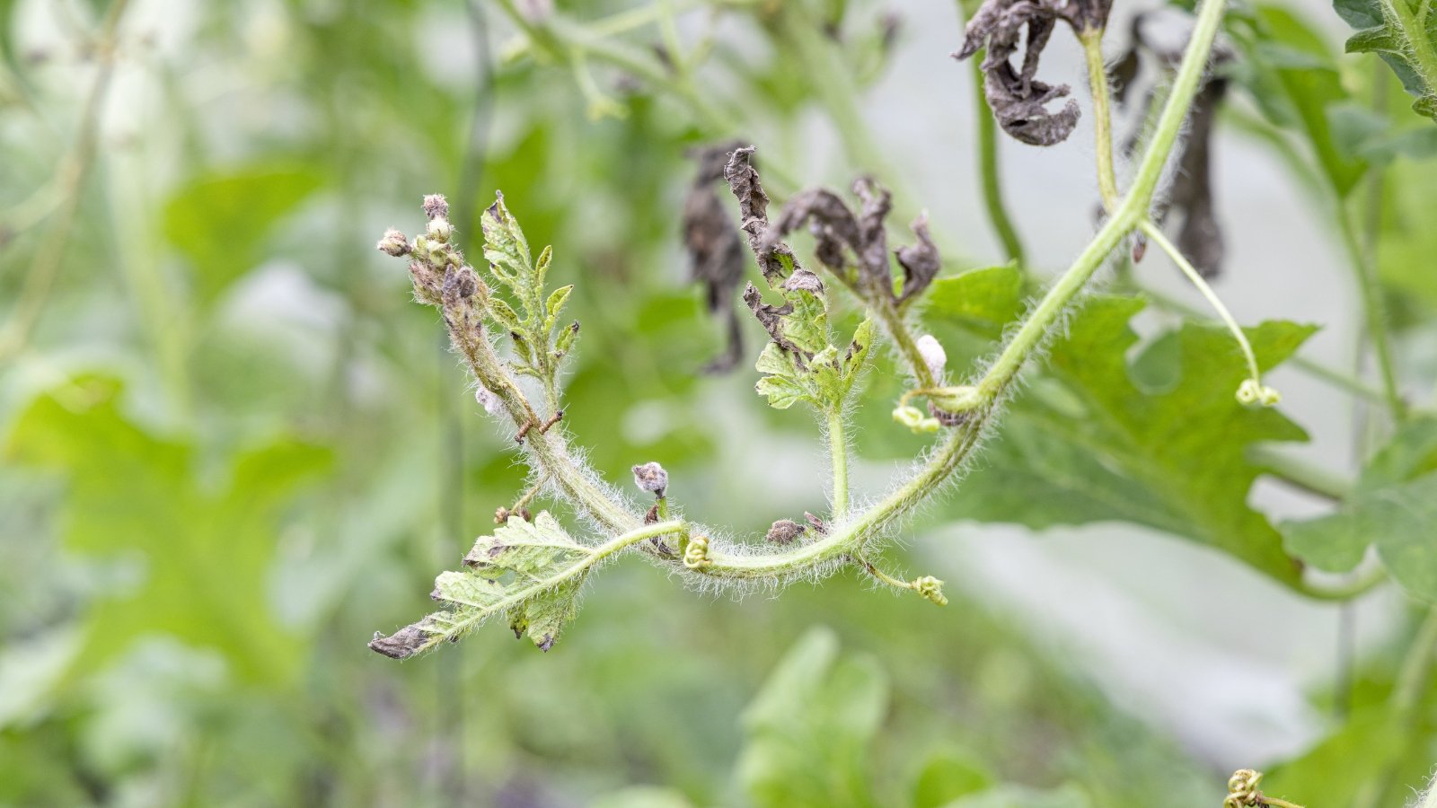 A Citrullus lanatus plant affected by Fusarium wilt, showing wilted leaves.