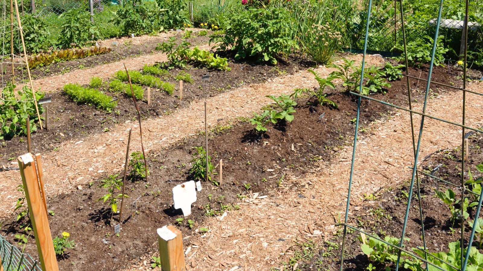 Large garden bed with mulched paths, growing a variety of crops including peppers, beans, carrots, and lettuce.
