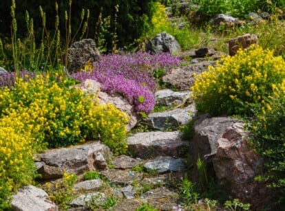 A beautiful sloped garden features a natural rock path and swathes of purple and yellow-blooming ground cover plants.