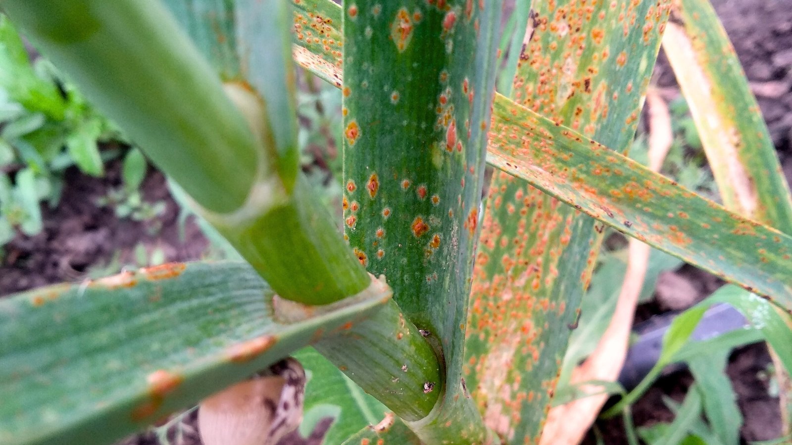 Close-up of leaves affected by rust displaying orange pustules on their surfaces.