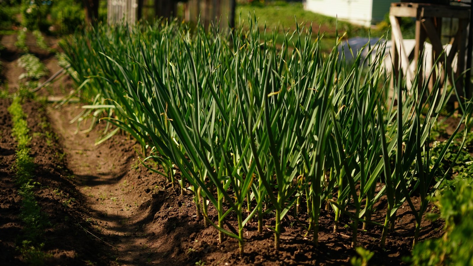 The garlic plants have broad, flat green leaves that grow in clusters around a central stem, culminating in a bulb at the base.