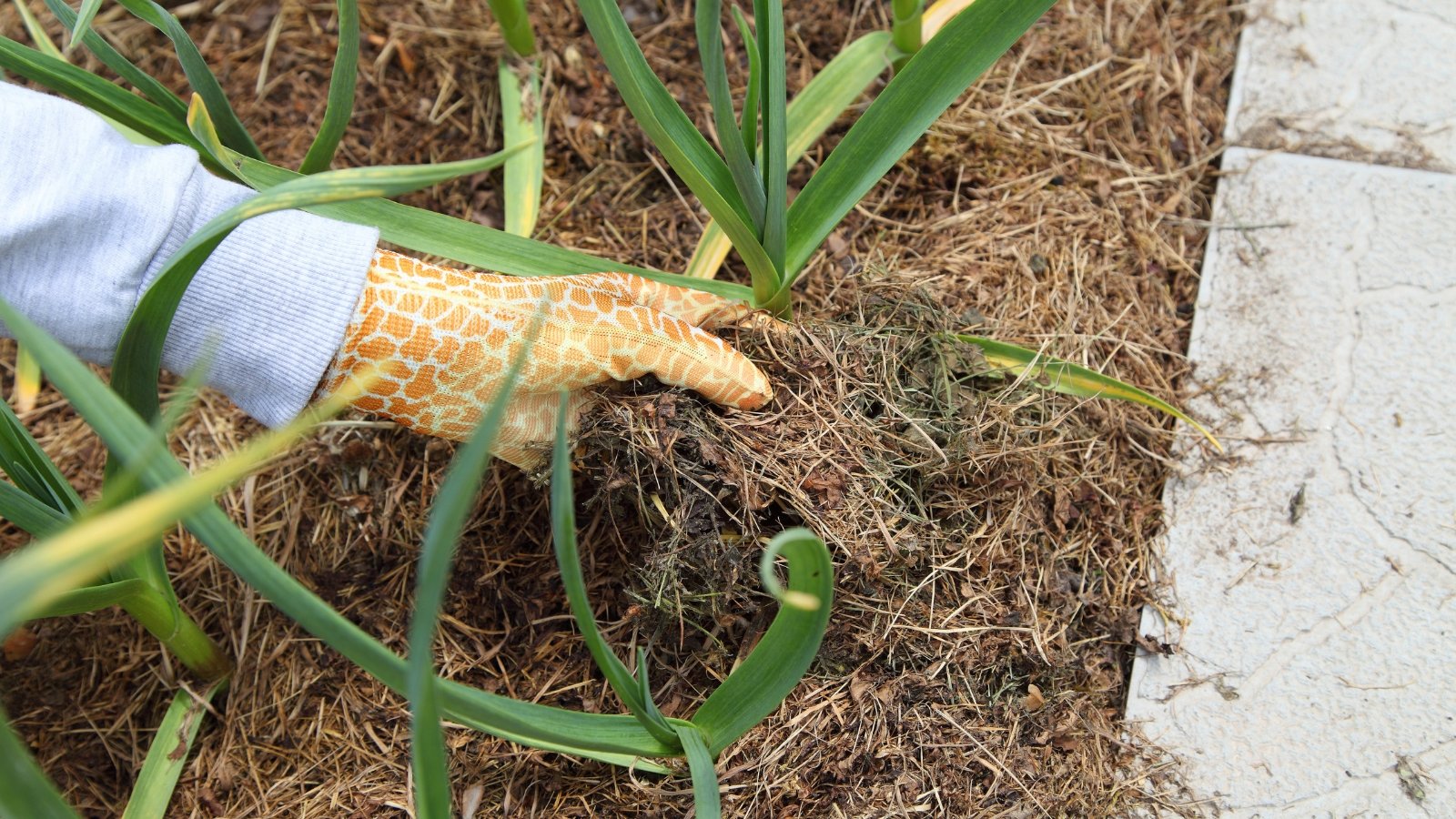 A close-up of a hand in gardening gloves carefully placing dry grass mulch around Allium sativum plants in a garden.