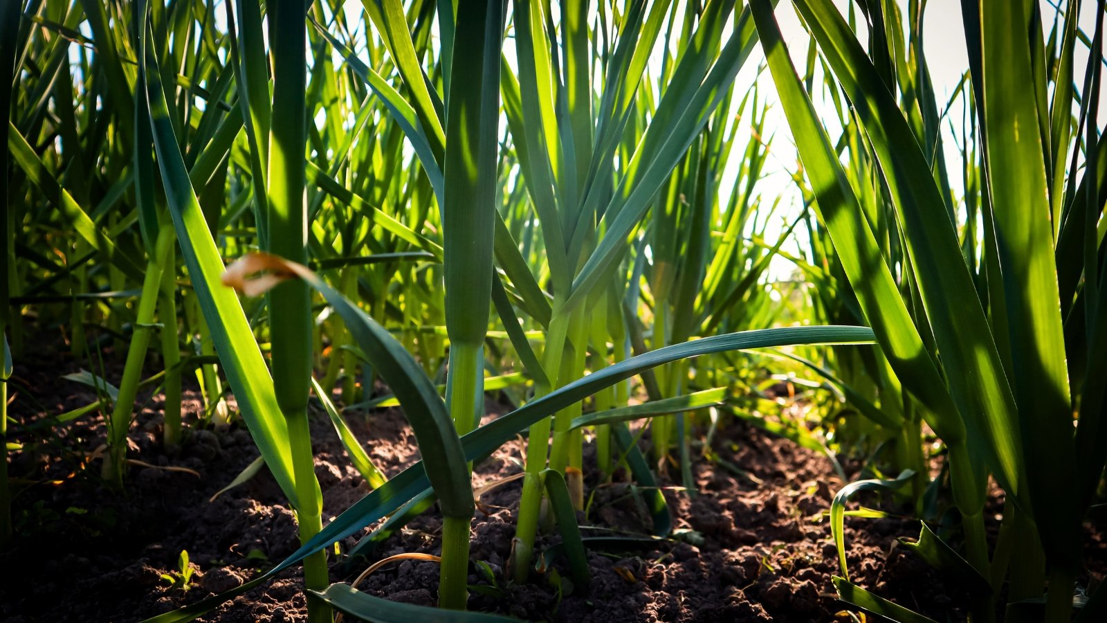 The garlic plants display tall, green, strap-like leaves emerging from a central bulb, which is hidden beneath the soil.