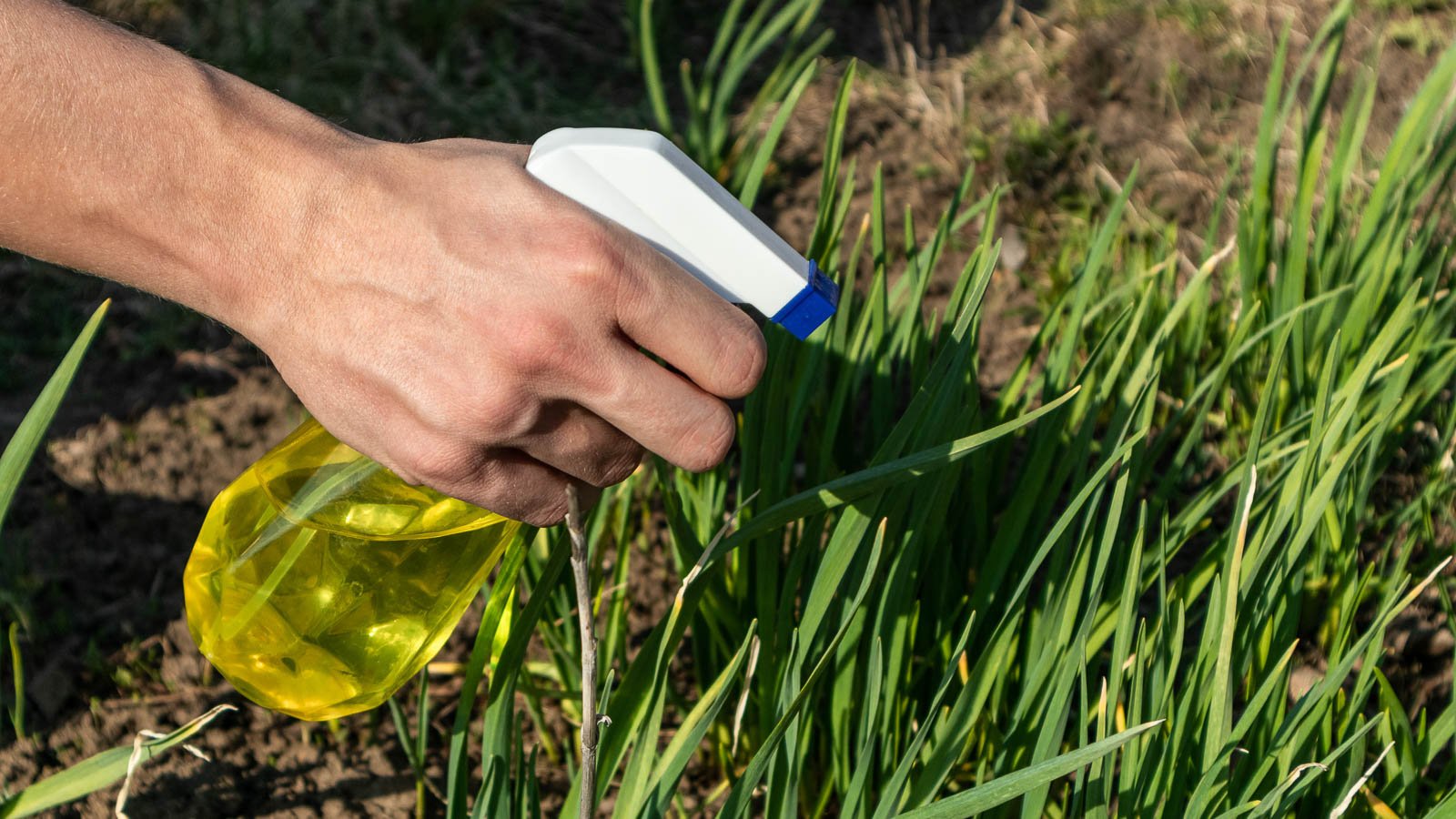 spray bottle garlic