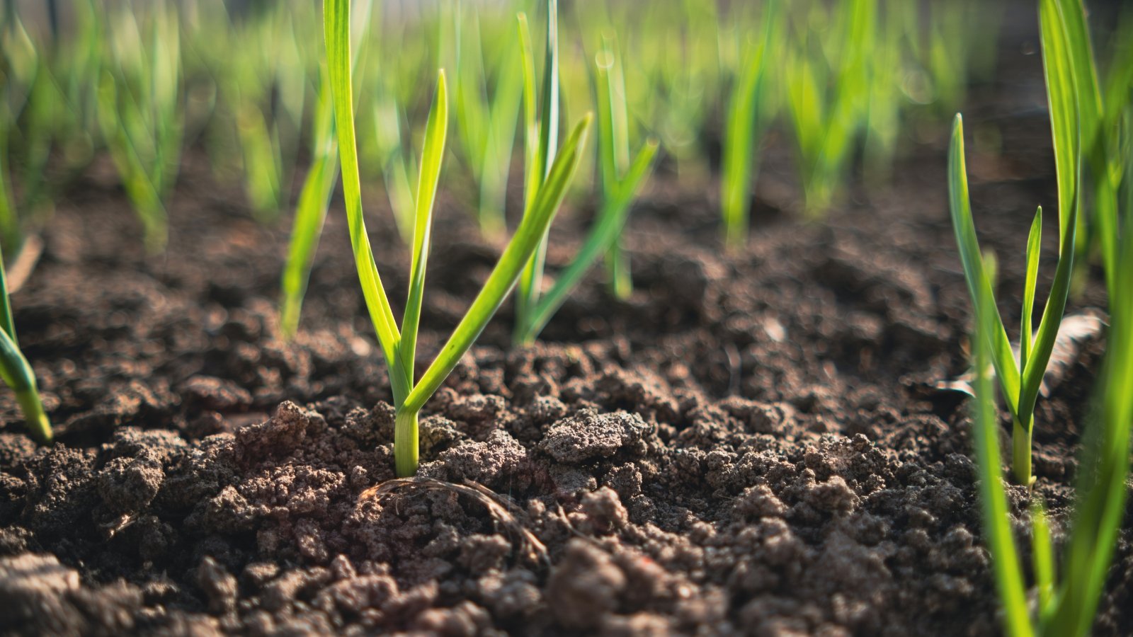 The garlic plants are characterized by their vertical, narrow green leaves and a bulb below the loose, dark brown soil surface.