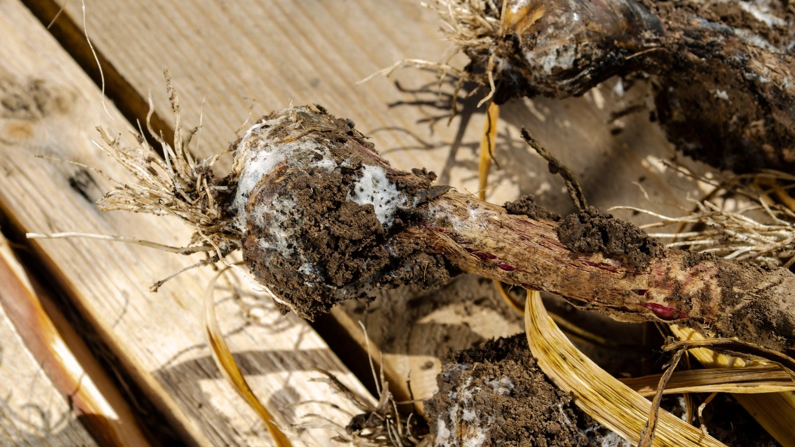 Close-up of Allium sativum covered in clumps of soil, affected by white rot, showing rotten, weak stems and leaves.